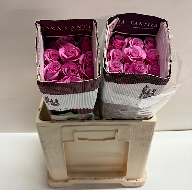 Rosa ec sweet grape CT.jpg